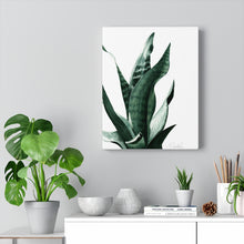 Load image into Gallery viewer, &quot;Sansevieria&quot; Canvas Gallery Wrap