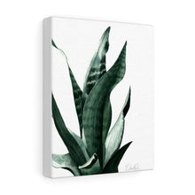 Load image into Gallery viewer, &quot;Sansevieria&quot; Canvas Gallery Wrap