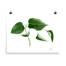 Load image into Gallery viewer, &quot;Pothos Plant&quot; Watercolor Print