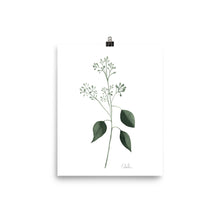Load image into Gallery viewer, &quot;Seeded Eucalyptus&quot; Watercolor Print